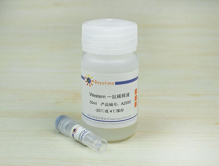 Chromogranin A Rabbit Polyclonal Antibody